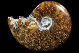 Polished, Agatized Ammonite (Cleoniceras) - Madagascar #73256-1